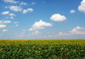 Fields of sunflowers